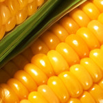 Как выбрать правильно семена кукурузы