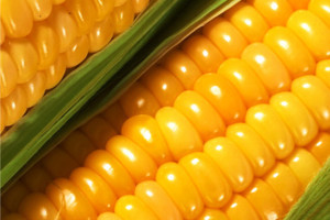Как выбрать правильно семена кукурузы