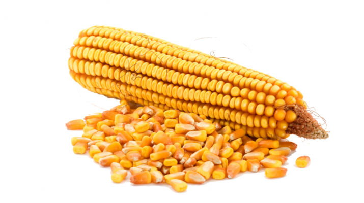 Как выбрать семена семена кукурузы