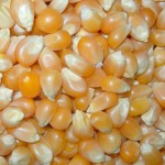 Какими должны быть семена кукурузы