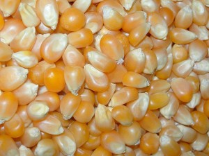 Какими должны быть семена кукурузы