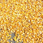 Кукурузные семена