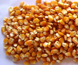 Лучшие сорта семян кукурузы