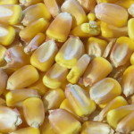 Особенности выбора Какими должны быть семян кукурузы