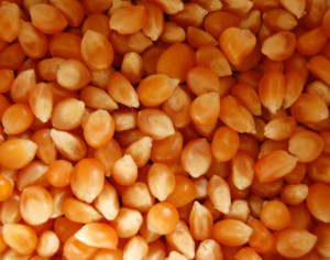 Подготовка Какими должны быть семян кукурузы
