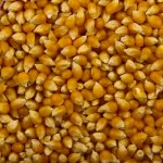Семена кукурузы 
