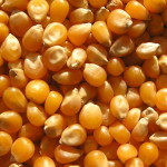 Семена кукурузы для урожая