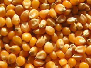 Семена кукурузы для урожая